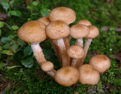 Miniatura: Grzybiarze nie odpuszczają mimo mrozów....