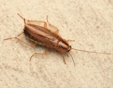 Miniatura: Jesienią szukają ciepłych kryjówek w...