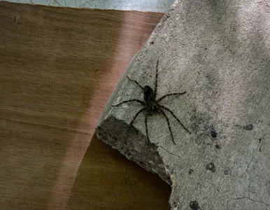 Miniatura: Coraz więcej pająków w polskich domach....