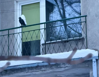 Miniatura: Nie sprzątasz śniegu z balkonu? Jeden błąd...