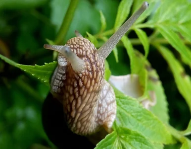 Miniatura: Ślimaki znikną jak za dotknięciem...