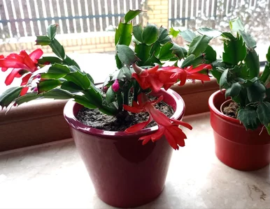 Miniatura: Najlepszy nawóz do grudnika masz w kuchni....