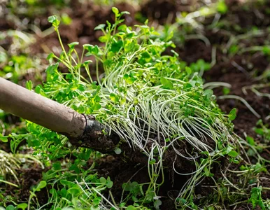 Miniatura: Posiej te rośliny przed pomidorami. To...