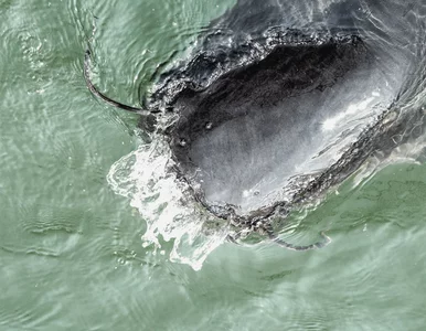 Miniatura: Wędkarze złowili gigantycznego suma....