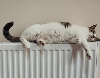 Miniatura: Jeden dźwięk mówi o kotach więcej nich ich...