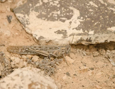 Miniatura: Inwazja szarańczy nad wyspami w Europie....