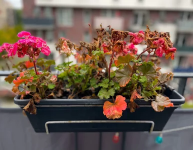 Miniatura: Nie wyrzucaj pelargonii po sezonie....