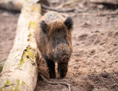 Miniatura: Myśliwi odstrzelą niemal 200 procent...