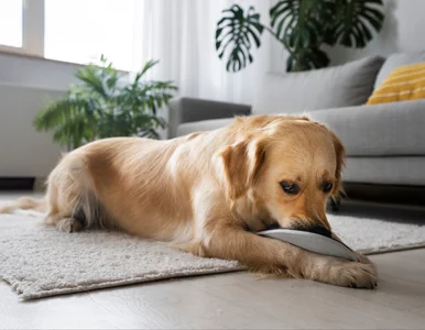 Miniatura: Psy wiedzą, kiedy kłamiesz. Nauka właśnie...