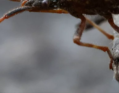 Miniatura: Groźne robale z Meksyku zadomowiły się w...
