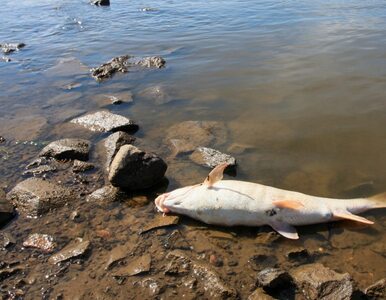 Miniatura: Śnięte ryby w rzece Ner. W trybie pilnym...
