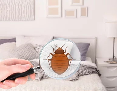 Miniatura: Myślisz, że pozbyłeś się pluskiew? Te...