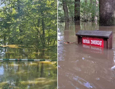 Miniatura: Serce się kraje na taki widok. Lasy...