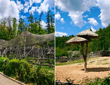 Miniatura: Wyjątkowe zoo bez krat w Europie. To tylko...