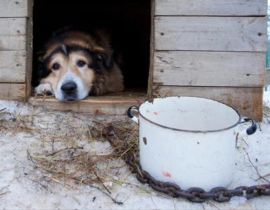 Miniatura: „Banda nieudaczników siedzi na łańcuchu...