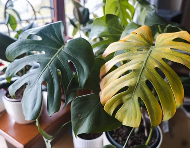 Miniatura: Podlewasz monsterę w styczniu? To ją...