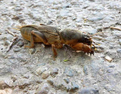 Miniatura: Wlej do słoika i zakop w ziemi. Turkucie...