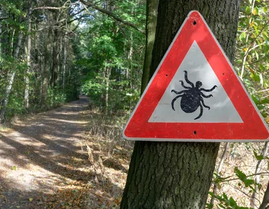 Miniatura: Kleszcze afrykańskie przybyły do Polski....