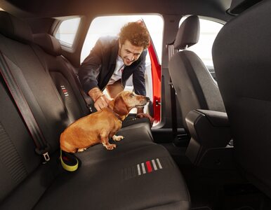 Kierowcy z psami w samochodach jeżdżą znacznie ostrożniej