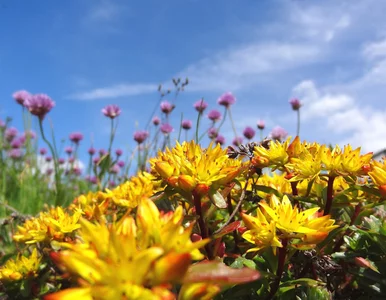 Miniatura: Masz dość koszenia i podlewania? Te...