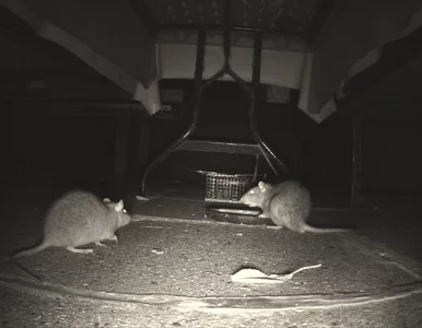 Miniatura: Szczury opanowały zabytkową kamienicę....