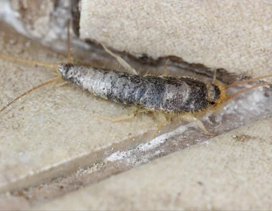 Miniatura: Przekrój to na pół i zostaw na noc. Rybiki...