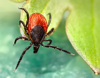 Miniatura: Ukąsił cię kleszcz? Miej się na baczności....