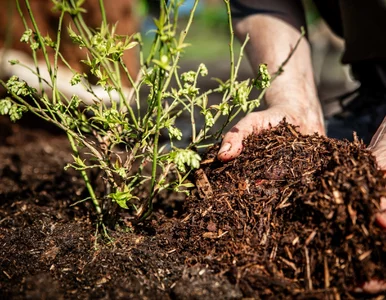 Miniatura: Wiosenne zakwaszanie ziemi pod borówkę....
