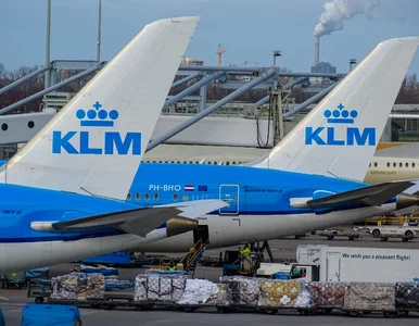 Miniatura: Szczur na pokładzie samolotu. „Ujęto” go...