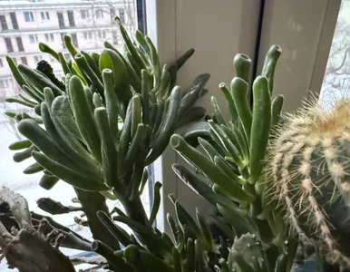 Miniatura: „Uszy Szreka” podbijają polskie domy. Ta...