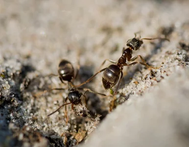 Miniatura: Posypałam tym ścieżki mrówek. Efekt był...