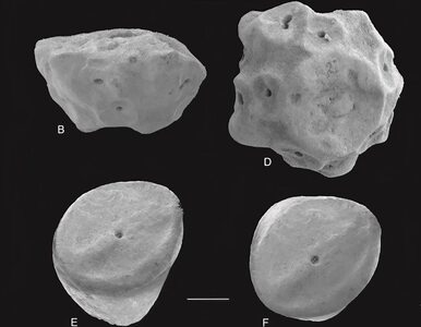 Miniatura: Polacy odkryli gatunek sprzed 170 mln lat....