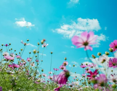 Miniatura: Długoterminowa prognoza pogody dla Polski....