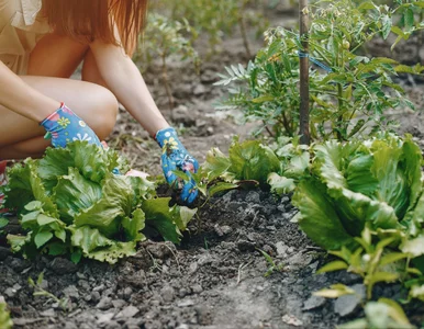Miniatura: Po wykopaniu czosnku sieję te warzywa. Do...
