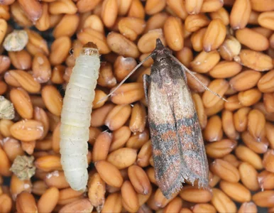 Miniatura: Mole znikają z kuchni w kilka dni....