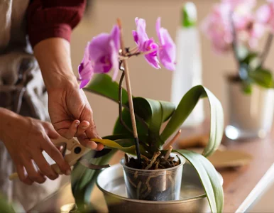 Miniatura: Storczyk marnieje i traci pąki? Wymocz...