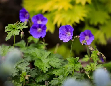 Miniatura: Ślimaki omijają je szerokim łukiem....