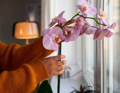 Miniatura: Wsyp pół łyżeczki do doniczki. Storczyk...