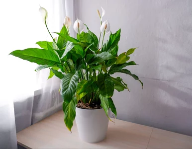 Miniatura: Zalej, przyciśnij i poczekaj. Ta domowa...