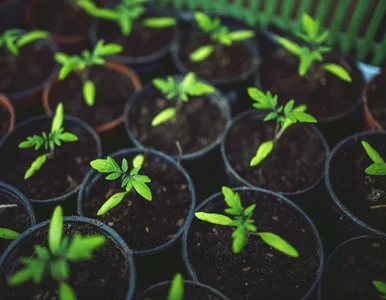 Miniatura: Zaczyna się niewinnie. Po tygodniu nie ma...