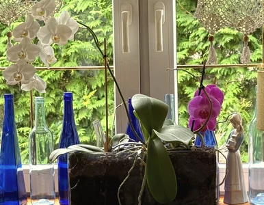 Miniatura: Wlej to do storczyka. Pierwsze pąki...