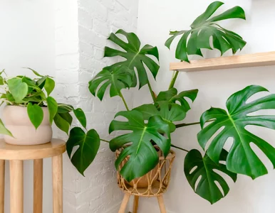 Miniatura: Wystarczy słoik, sitko, woda i pół...