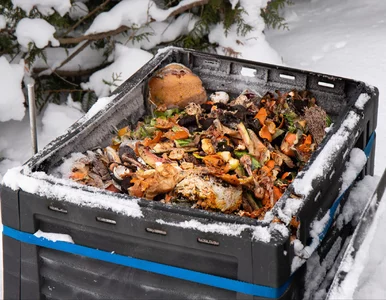 Miniatura: Wlej to do kompostownika zimą. Wiosną...