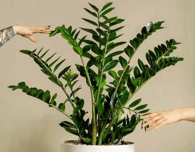 Miniatura: Zmiel na proszek i podsyp zamiokulkasa....