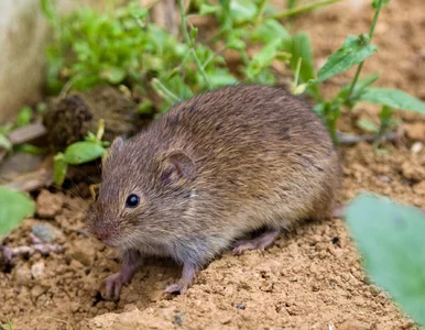 Miniatura: Wsyp to do norki. Szkodniki wyniosą się w...