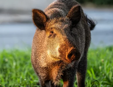 Miniatura: Dziki zabite bez powodu? Dotarliśmy do...