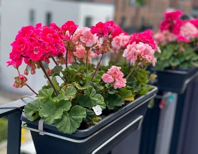 Miniatura: Wlej do doniczki z pelargoniami. Wywar z...