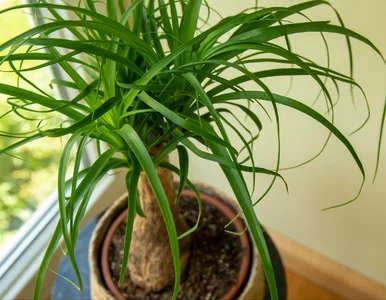 Miniatura: Traci liście, choć miała być...