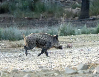 Miniatura: Pod Piotrkowem Znaleziono zwierzęcą tuszę....