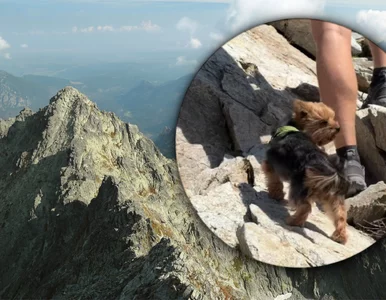 Miniatura: Kara za zdjęcie z Tatr. Strażnicy TPN będą...
